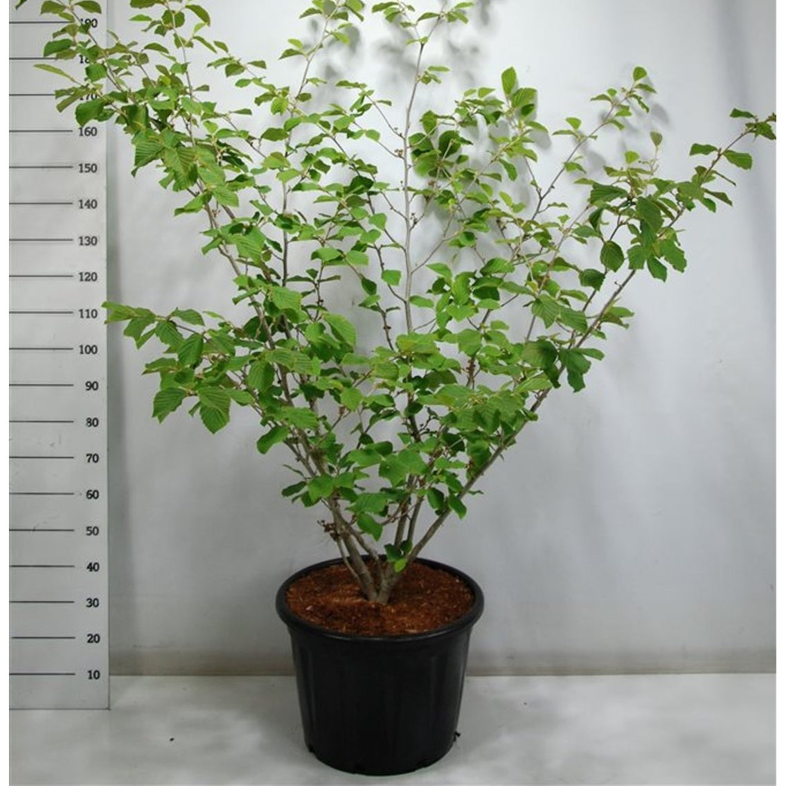 Trollhassel – Hamamelis intermedia 'Westerstede' - C45 125-150 cm. Sol